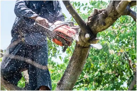 tree services Tahoka